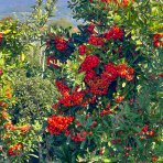 Hlohyňa šarlátová (Pyracantha) ´VENTOUX RED´ - výška 70-90 cm, kont. C7L - NA KMIENKU
